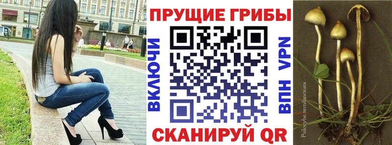 Псилоцибиновые грибы Psilocybe  даркнет сайт  MEGA ONION  Гусев 